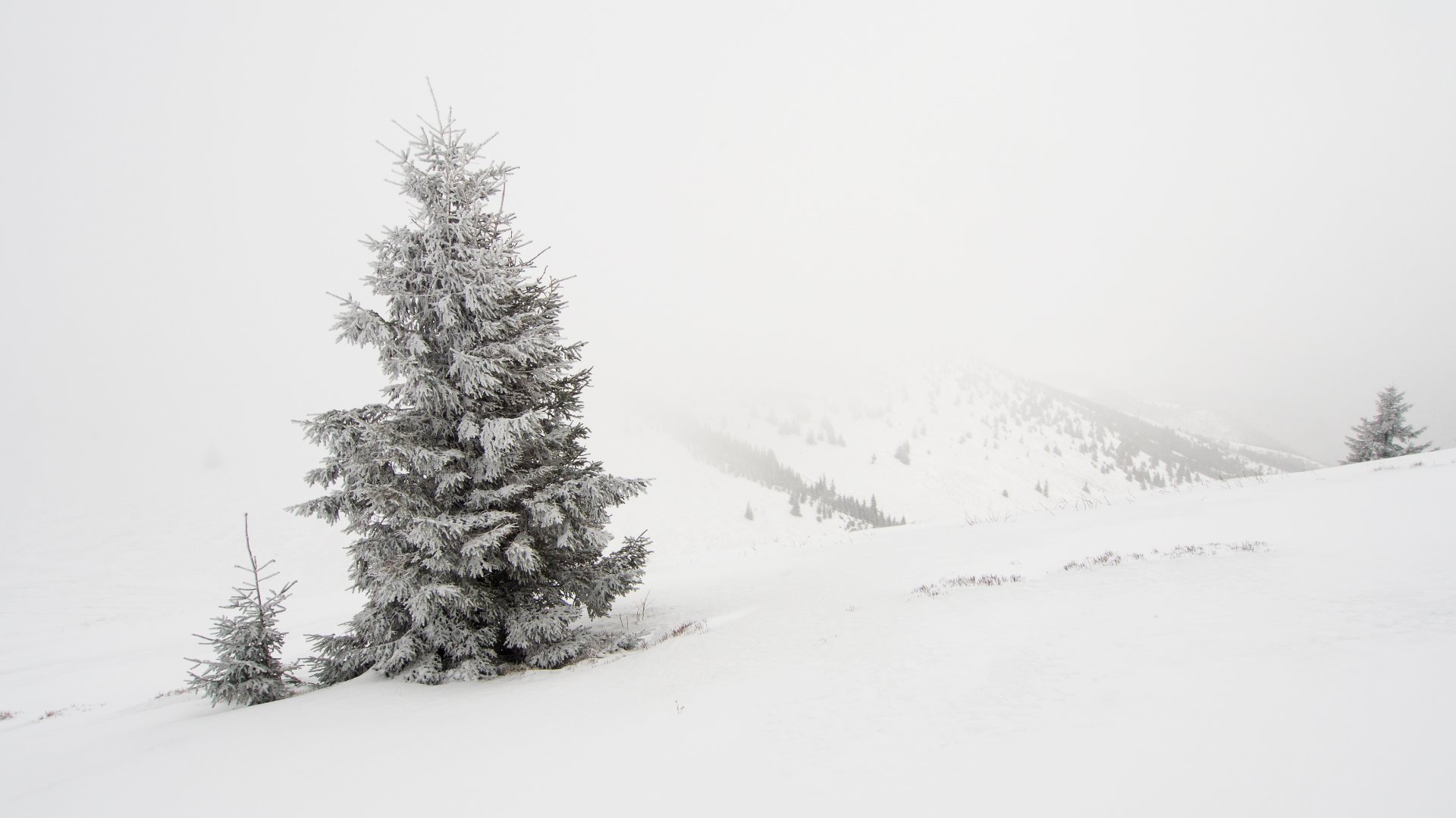 Somebody painted it white