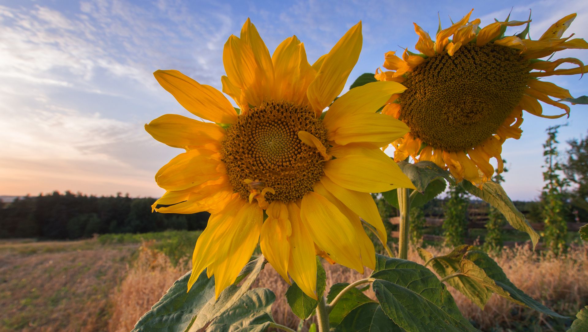 Sunflowers on The Ducherowa Gora